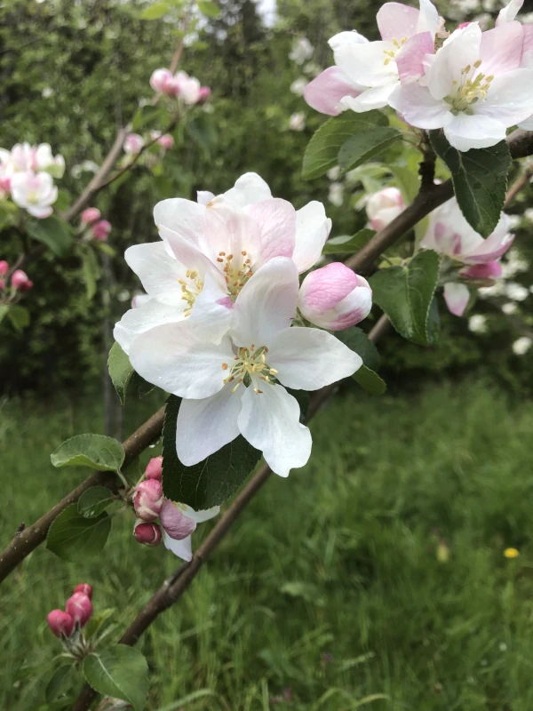 A close-up view of an apple blossom