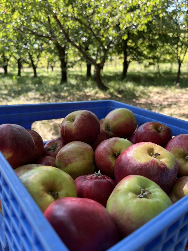 A bin of harvested apples
