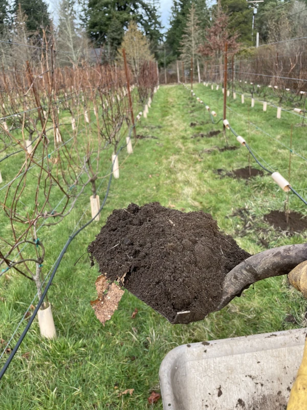 A shovel full of dirt with a row of young grape vines in the background.