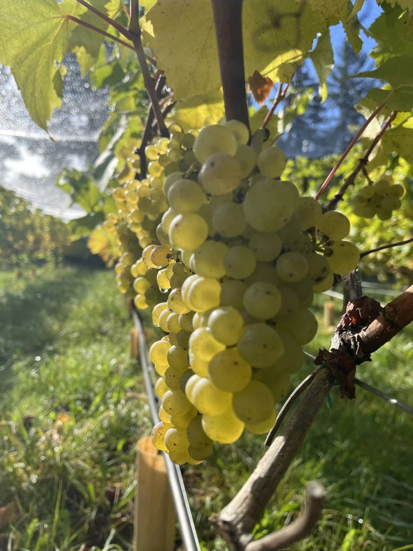 A cluster of white grapes hanging from a vine.