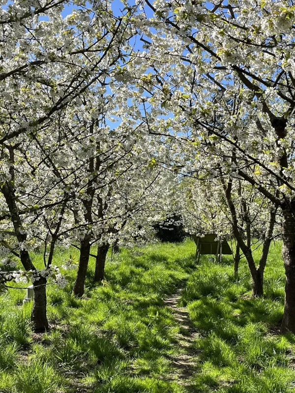 Apple orchard in bloom